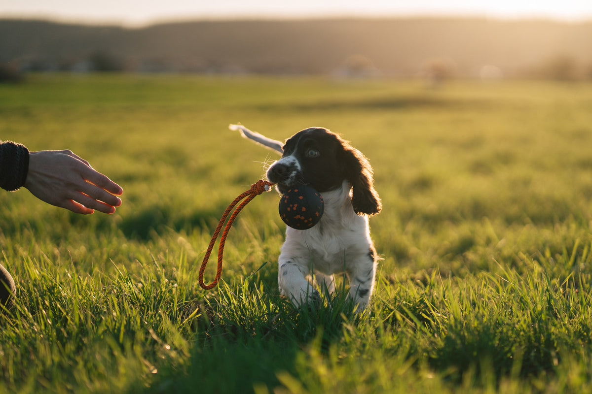 Dog ball on rope