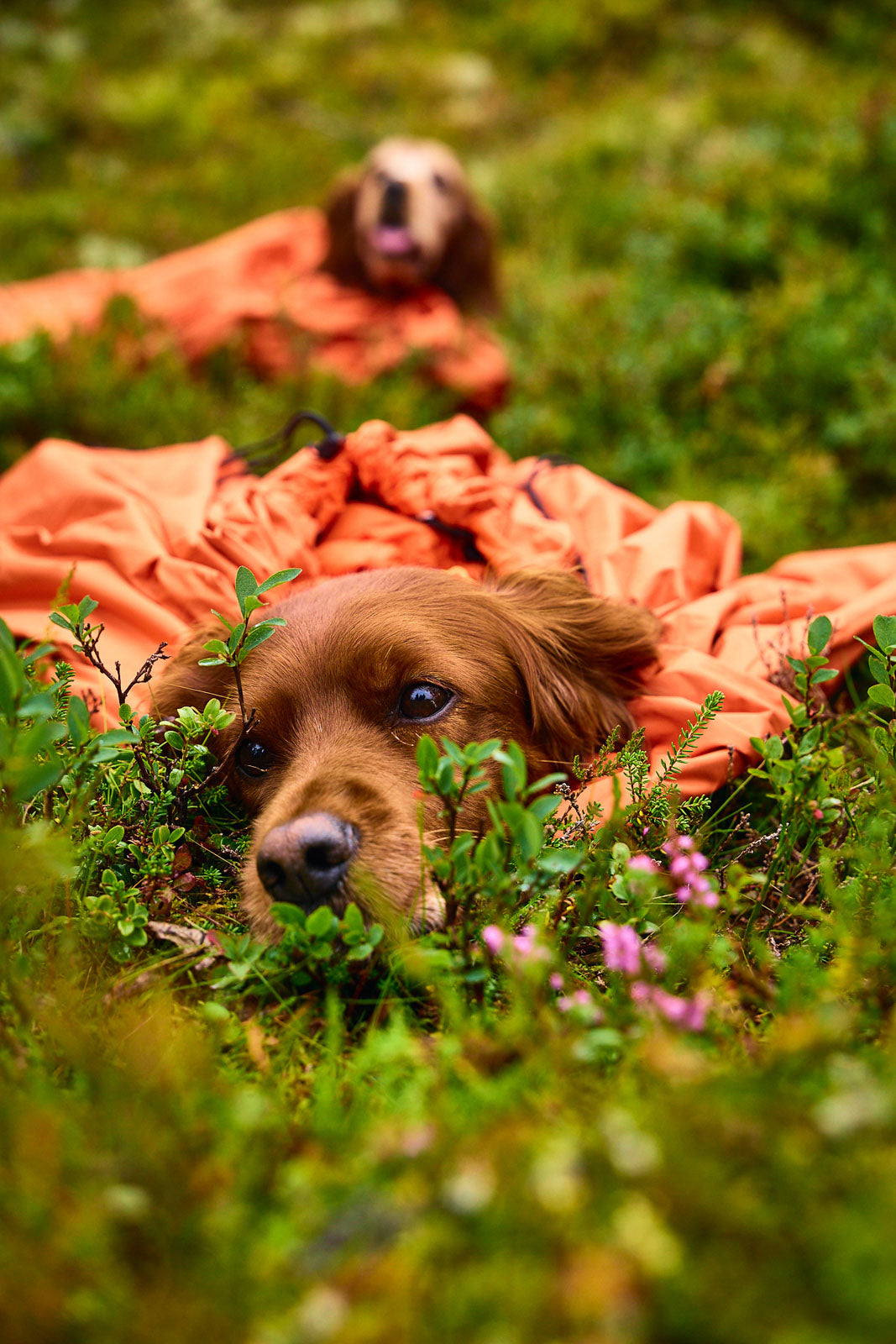 Protector bivvy bag