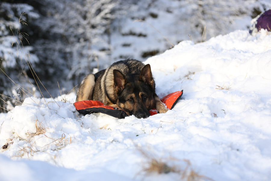 Protector bivvy bed (5)