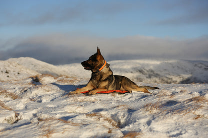 Protector bivvy bed (2)