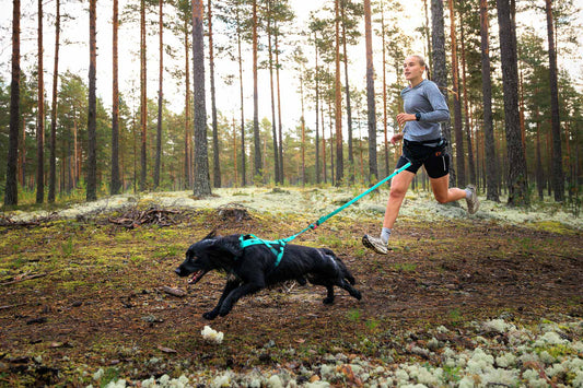 Bungee leash (1)