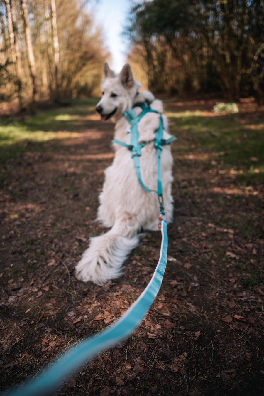 Bungee leash (8)