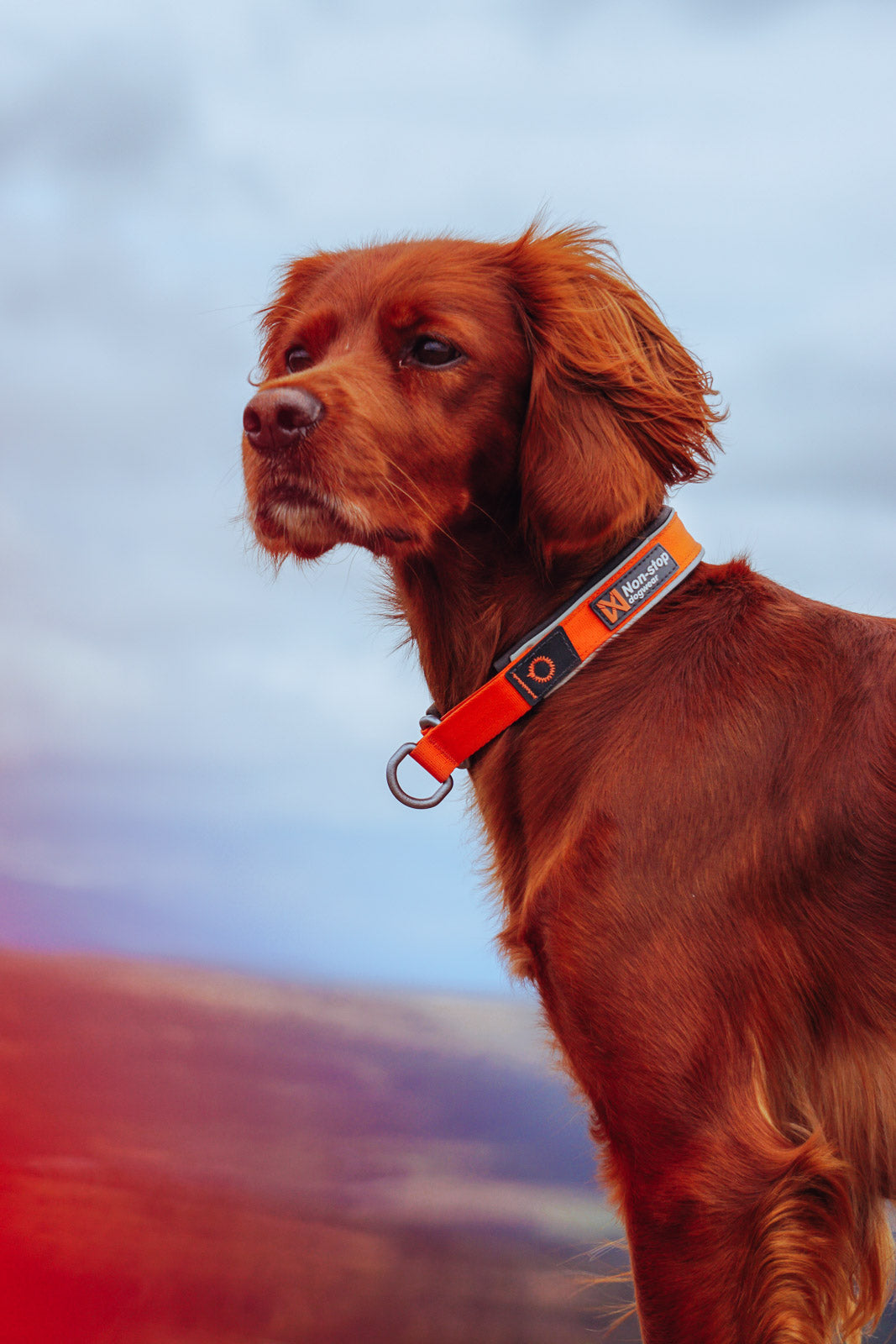 Cruise collar (2)