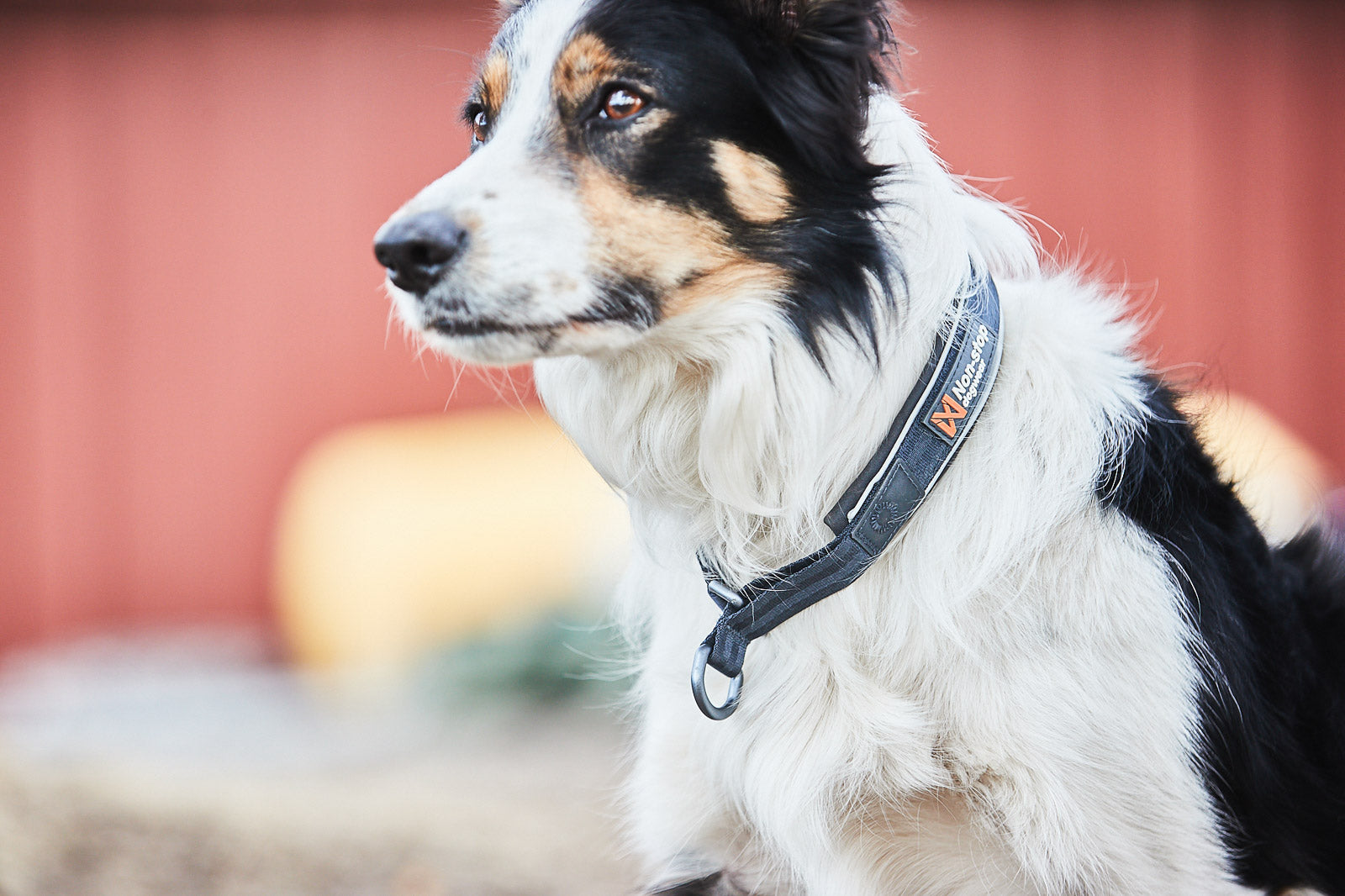 Cruise collar (4)