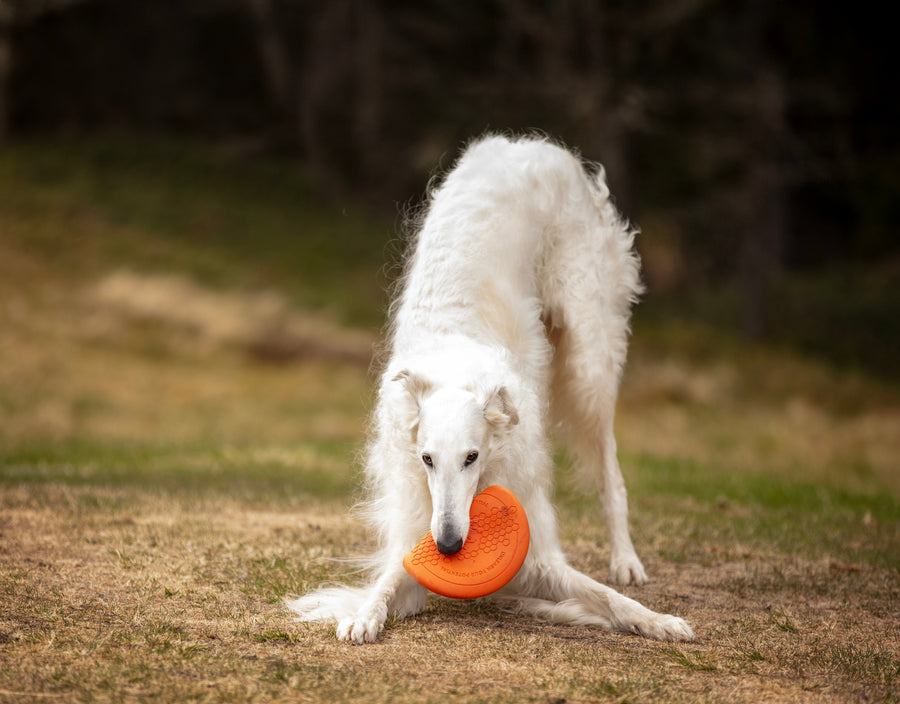 Dog flying disc (4)
