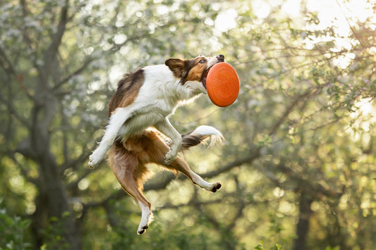 Dog flying disc (1)