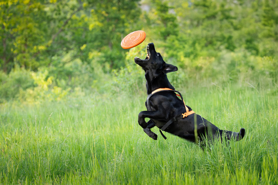Dog flying disc (6)
