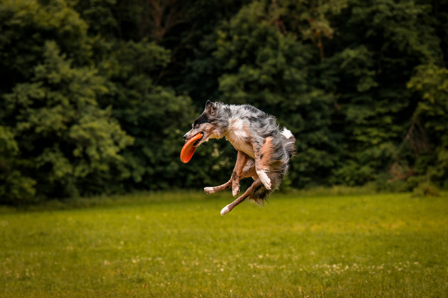 Dog flying disc (8)