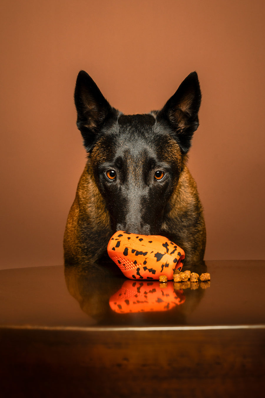Dog throw toy (1)