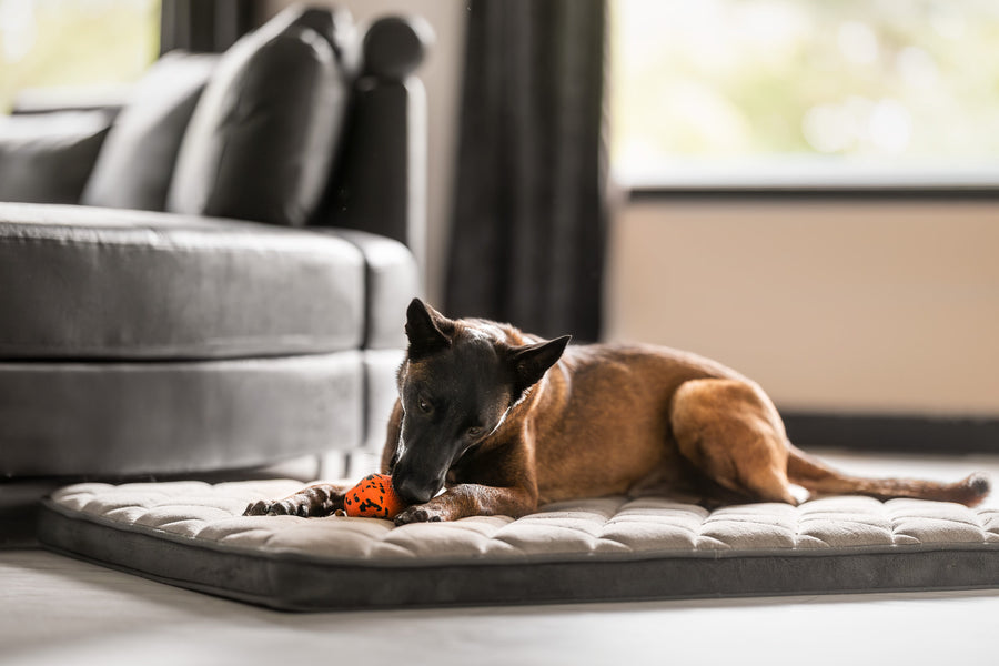 Dog throw toy (5)
