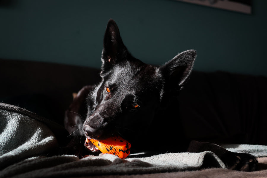 Dog throw toy (6)
