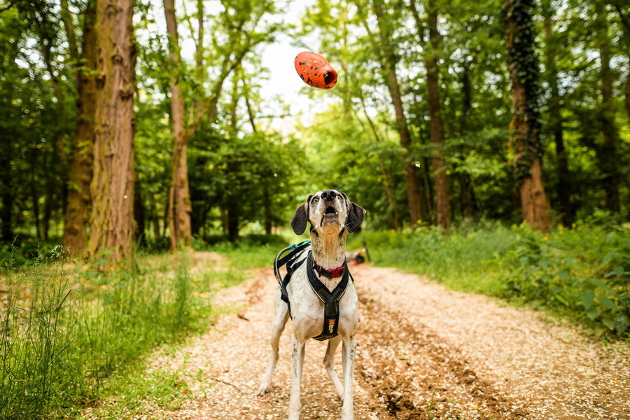 Dog throw toy (7)