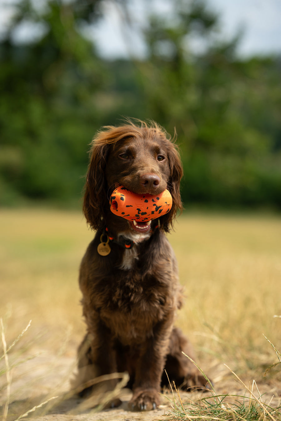 Dog throw toy (8)