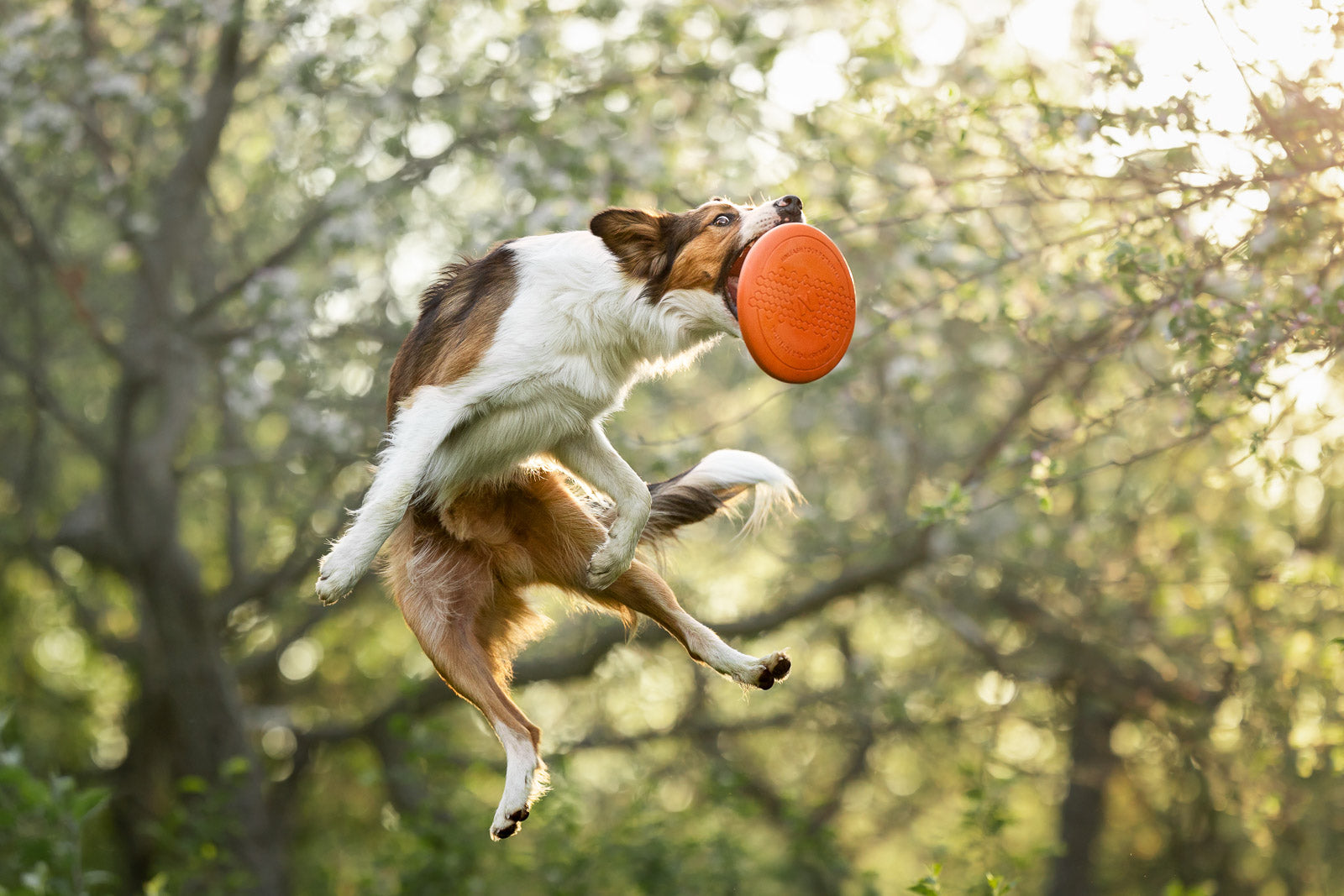Dog flying disc (3)