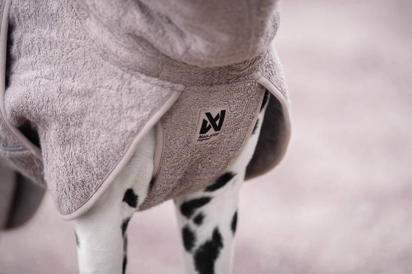 The Philippines Therapy Dog Training Schools Near Me ▷ Volunteer