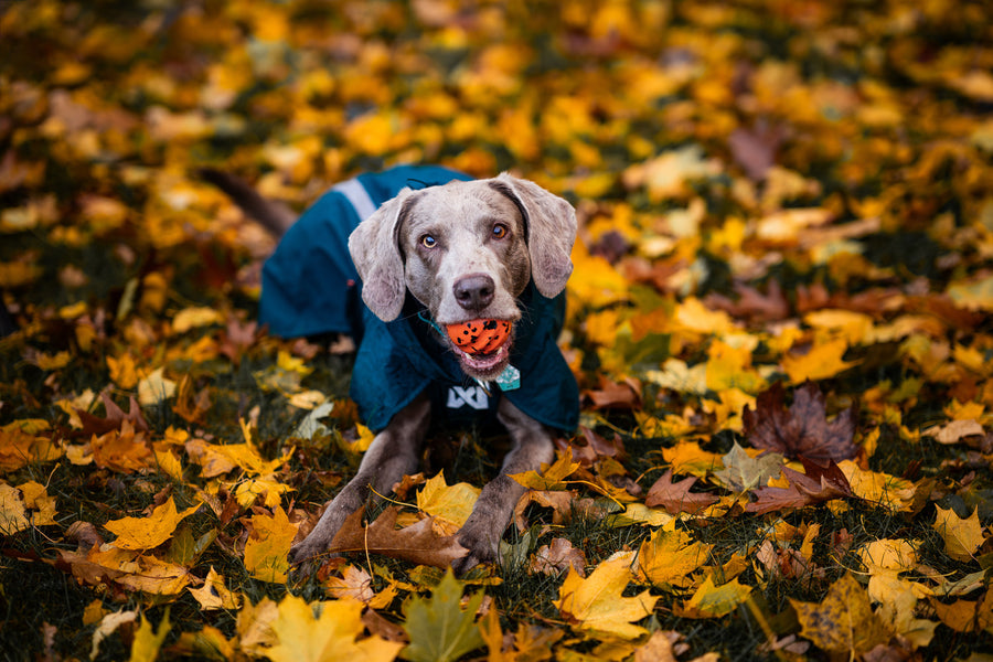 Dog ball (6)