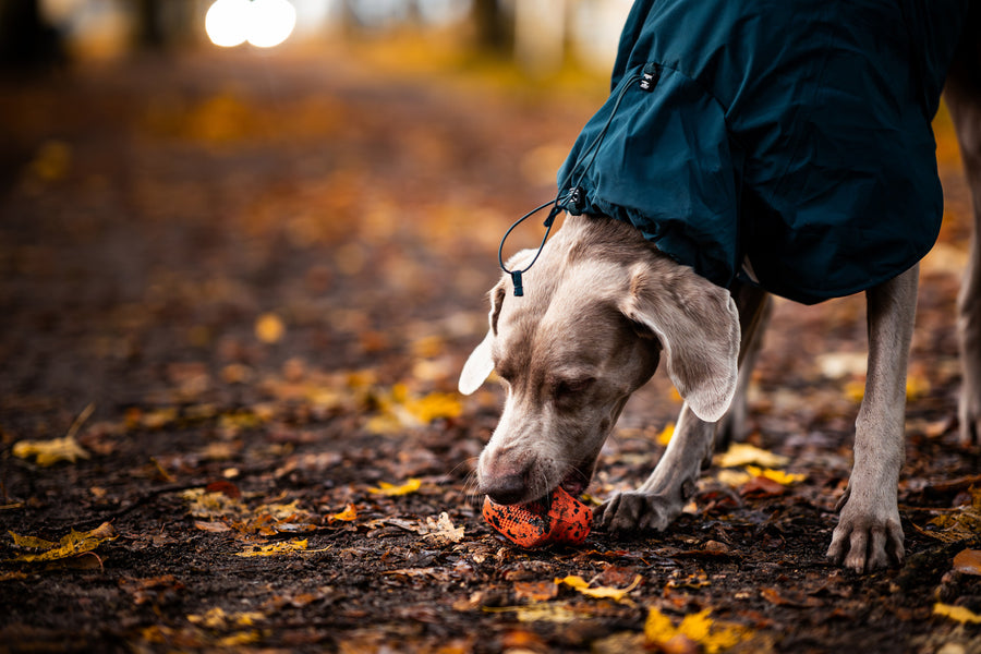 Dog throw toy (9)