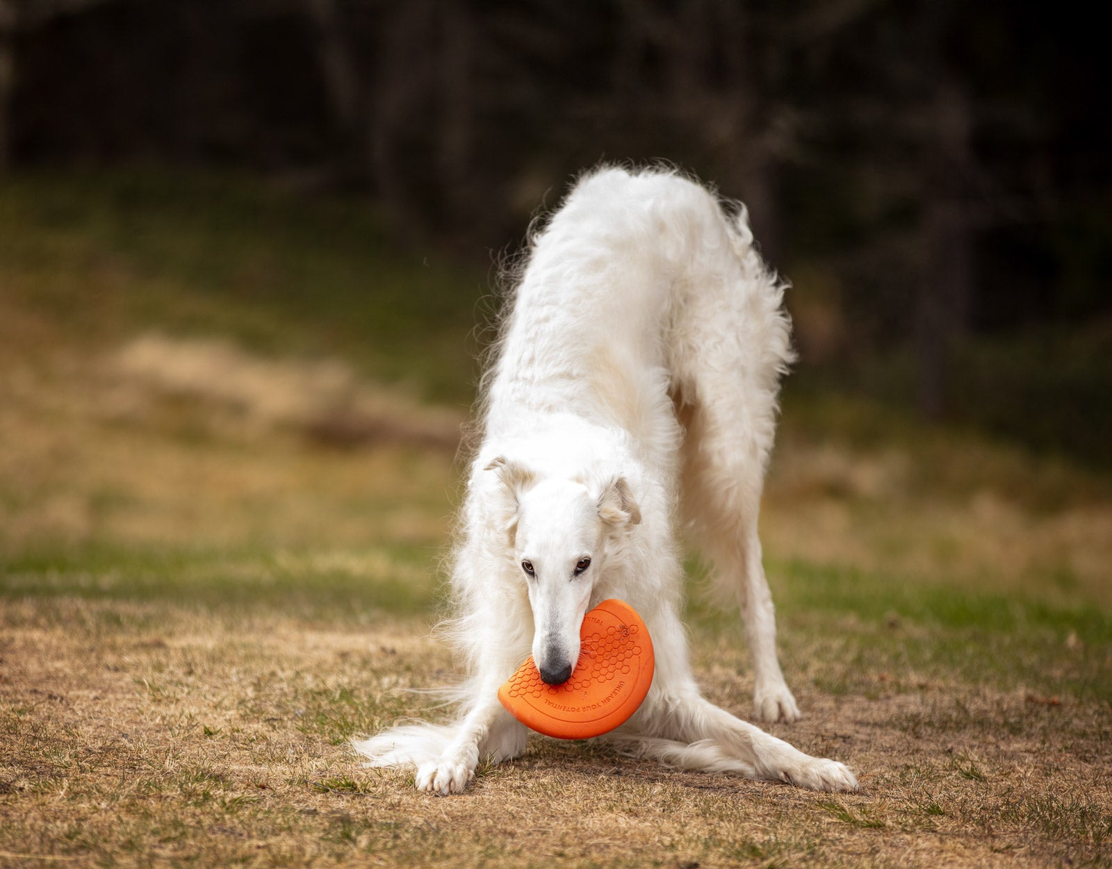 Dog flying disc
