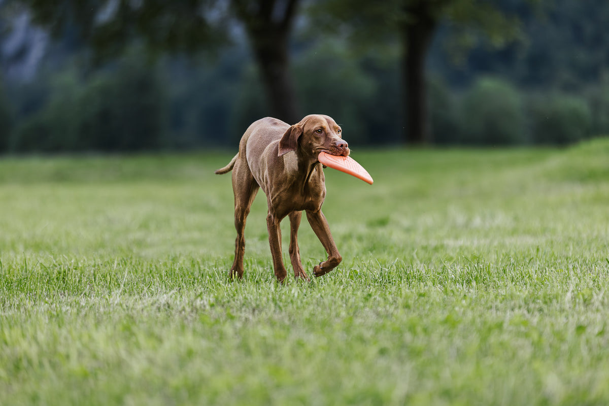 Dog flying disc