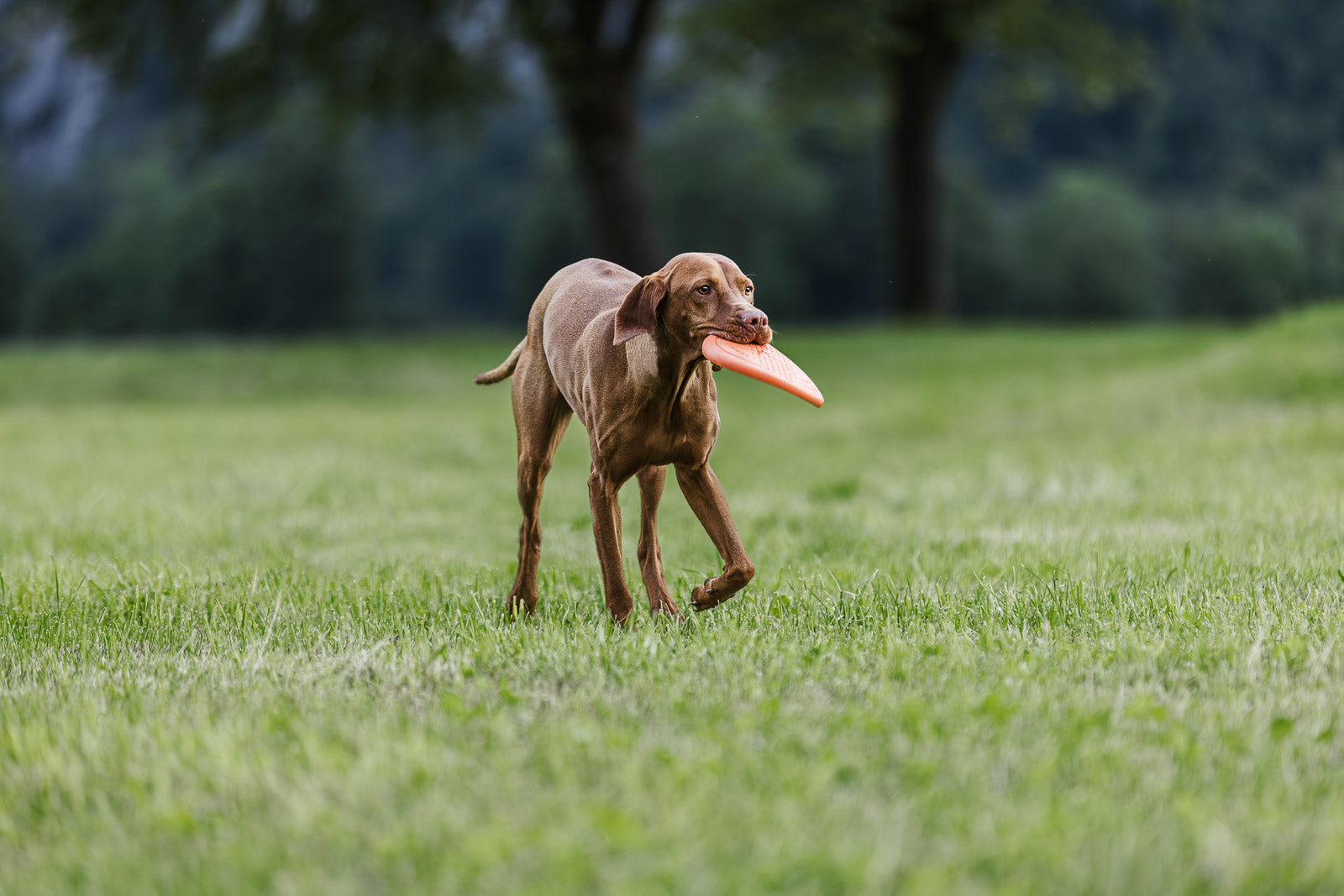 Dog flying disc