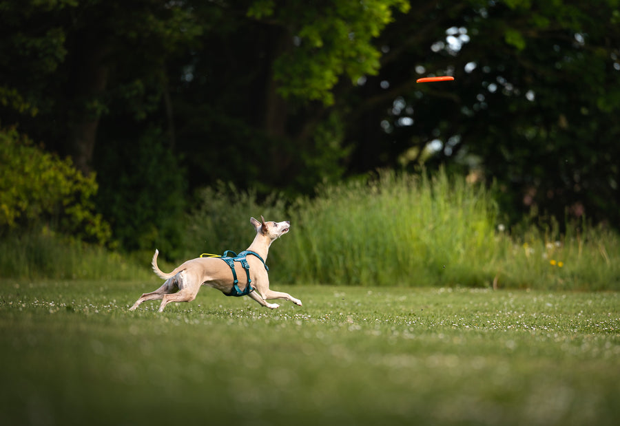 Dog flying disc (3)