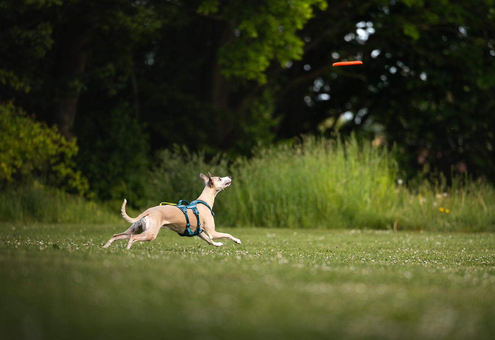 Dog flying disc (4)