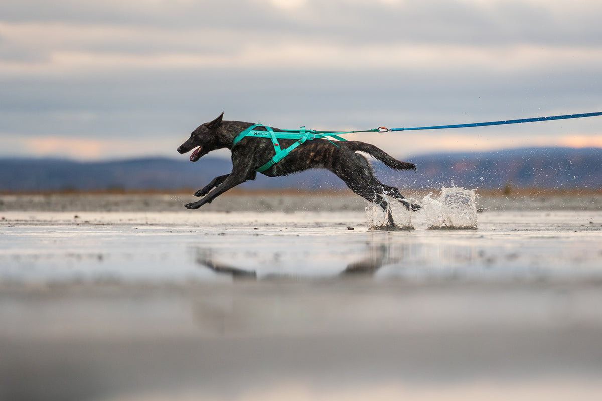 Freemotion harness 5.0 (23)