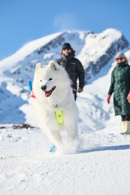 Freemotion harness 5.0 - limited edition (2)