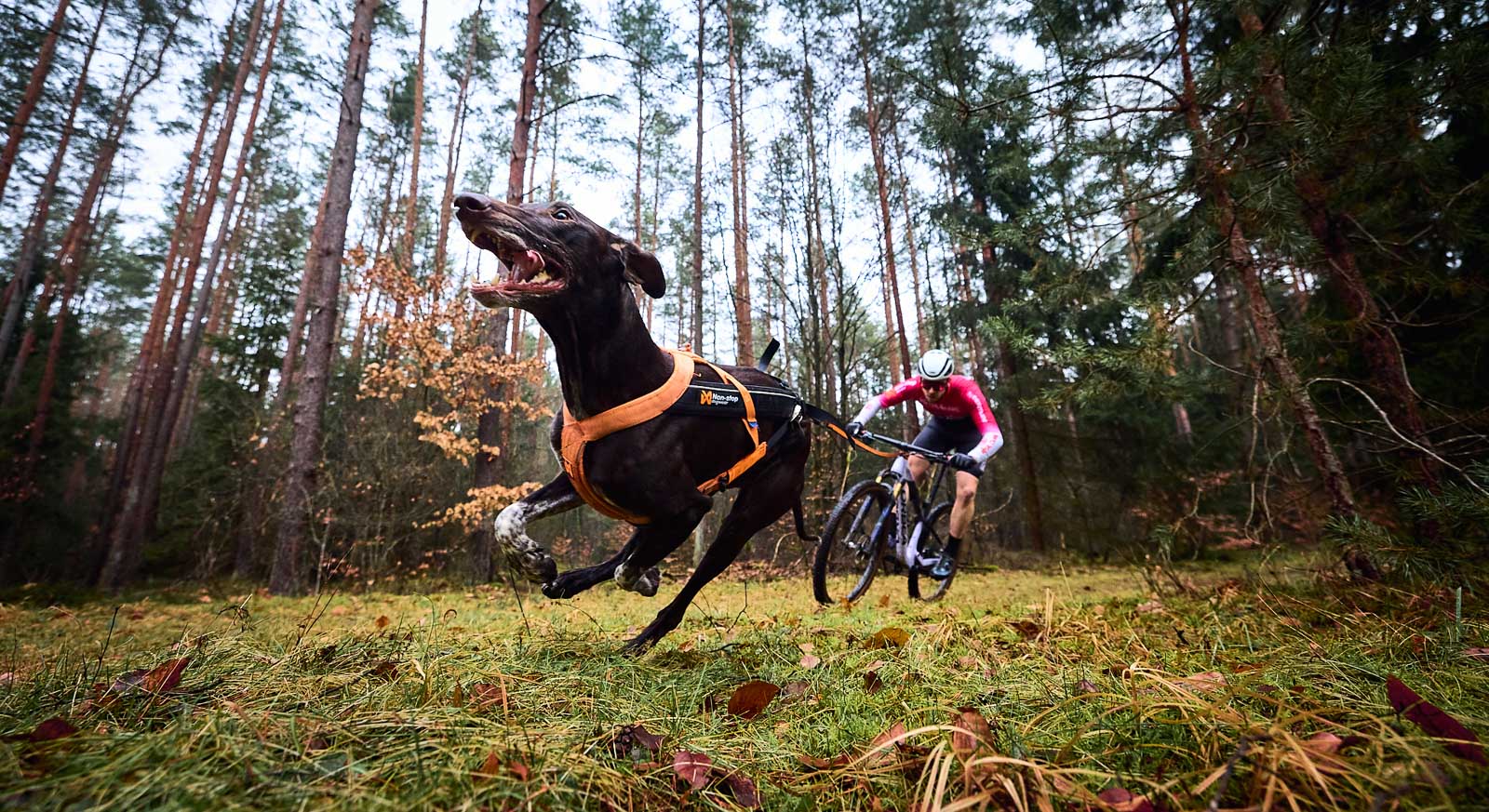 Best dog pulling harness | Freemotion harness 5.0 – Non-stop dogwear