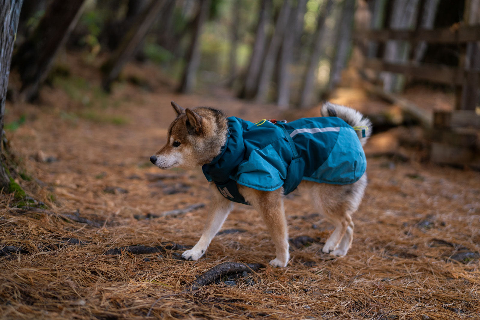 Glacier jacket 3.0 (4)