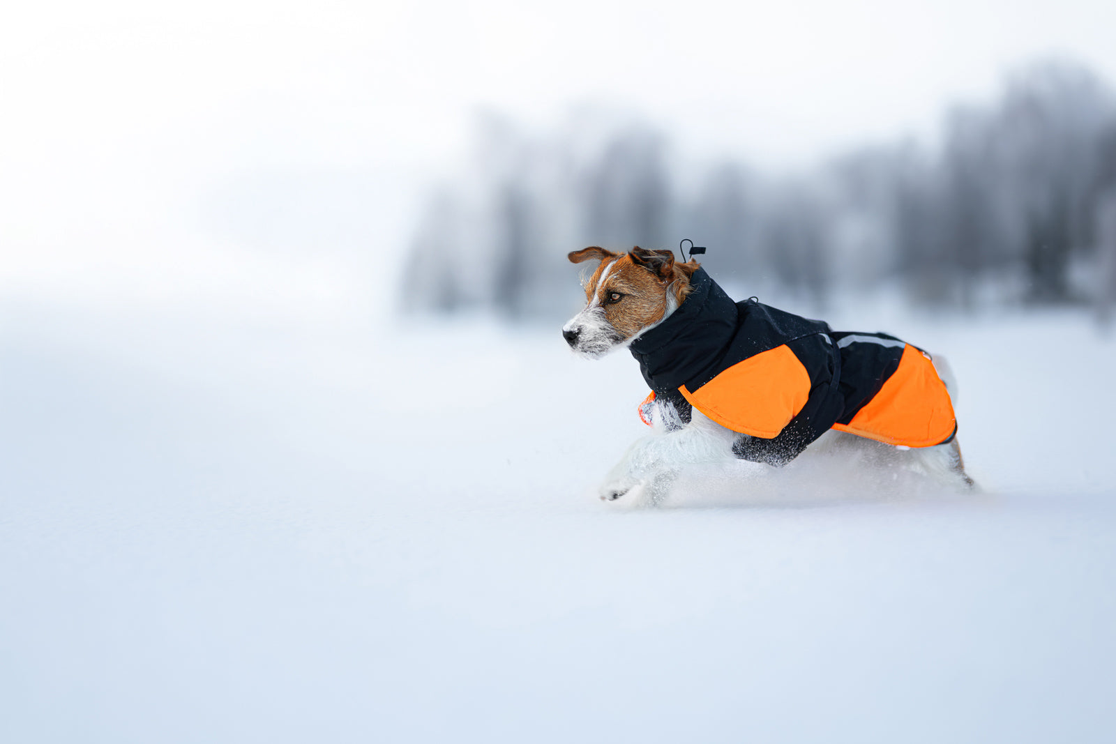 Insulated dog jacket | Glacier jacket 3.0 – Non-stop dogwear