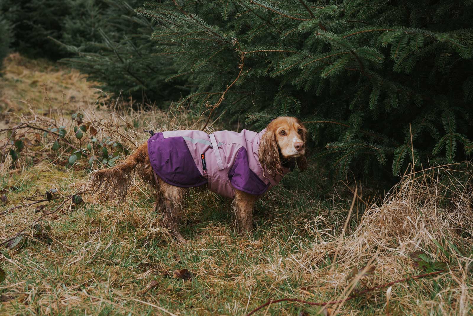 Insulated dog jacket | Glacier jacket 3.0 – Non-stop dogwear