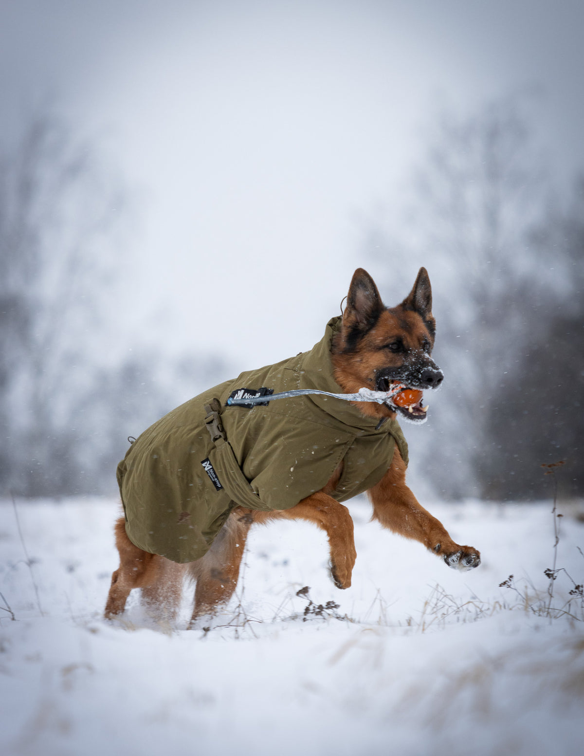 Glacier dog jacket WD (2)