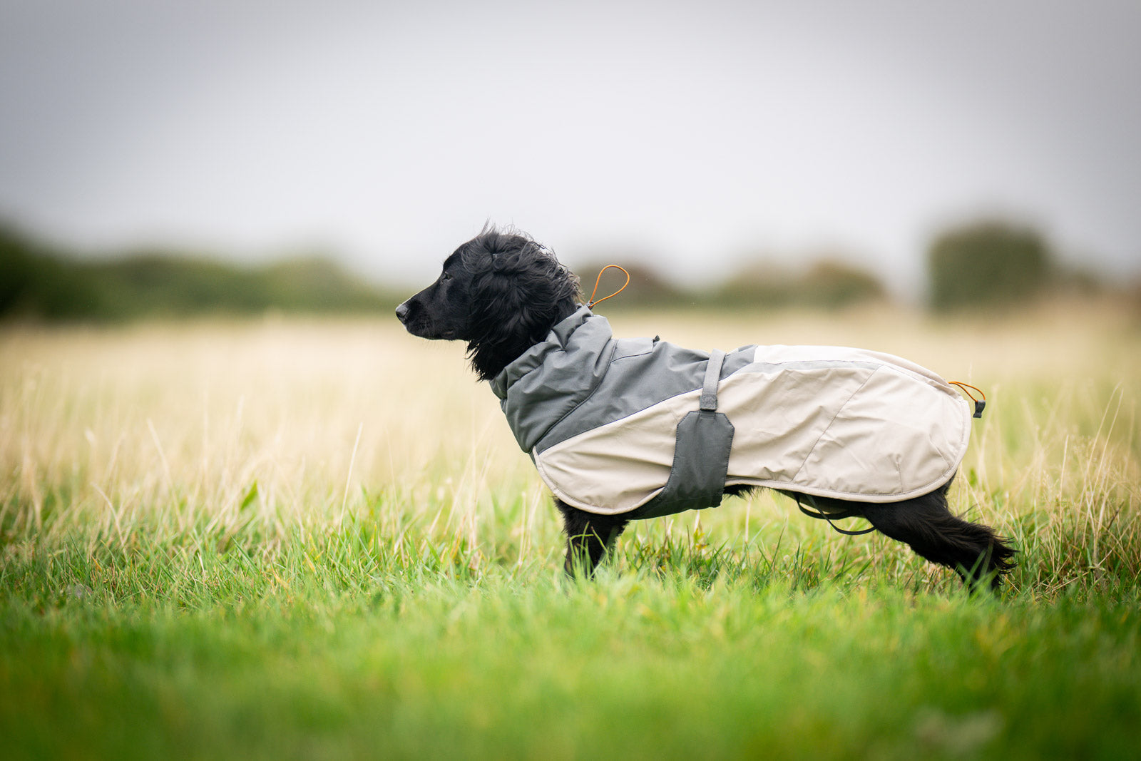 Dog winter jacket | Glacier wool jacket 3.0 – Non-stop dogwear