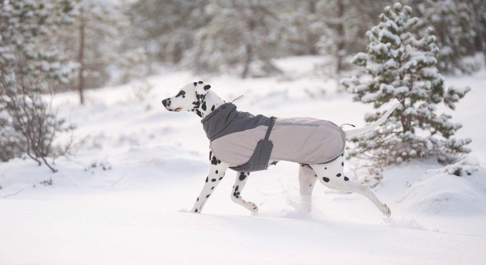 Winterjacke für Hunde | Glacier wool jacket 3.0 – Non-stop dogwear