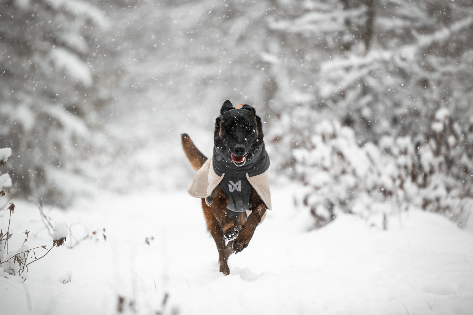 Dog winter jacket | Glacier wool jacket 3.0 – Non-stop dogwear