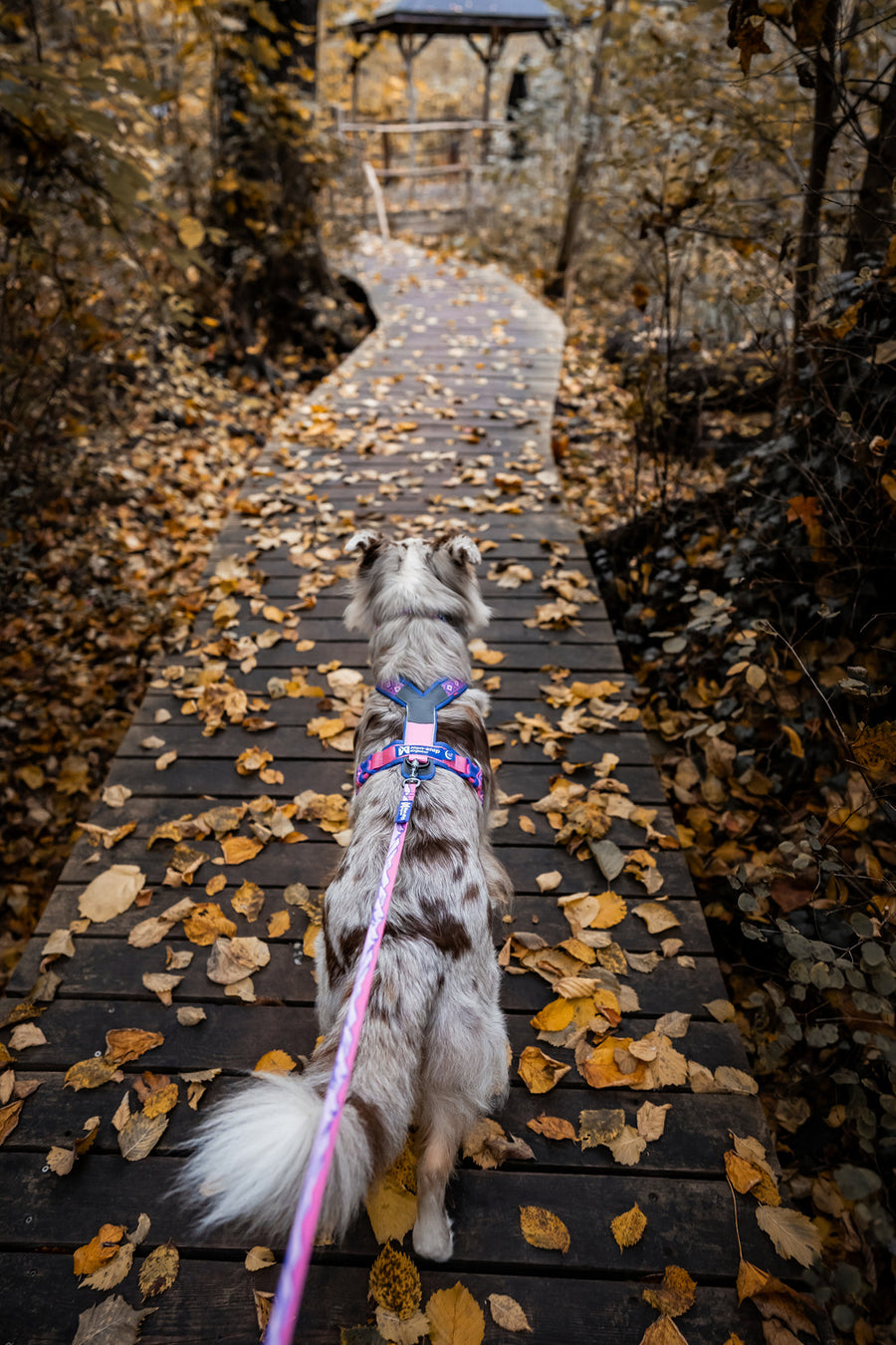 Trail quest leash Rachel Pohl edition (7)