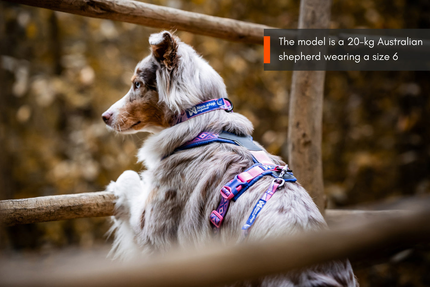 padded-dog-harness-line-harness-5-0-rachel-pohl-edition-non-stop