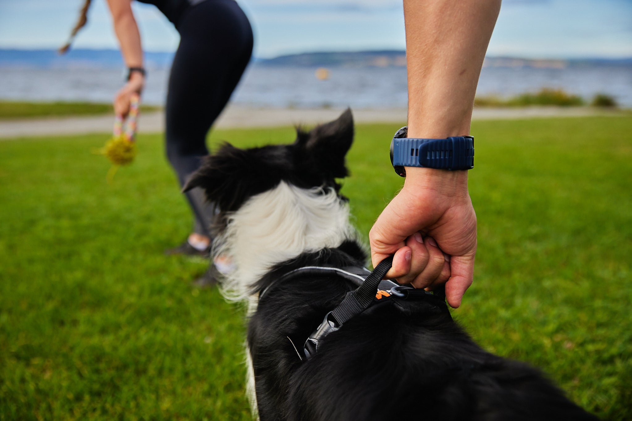 Dog harness with handle | Line harness grip – Non-stop dogwear