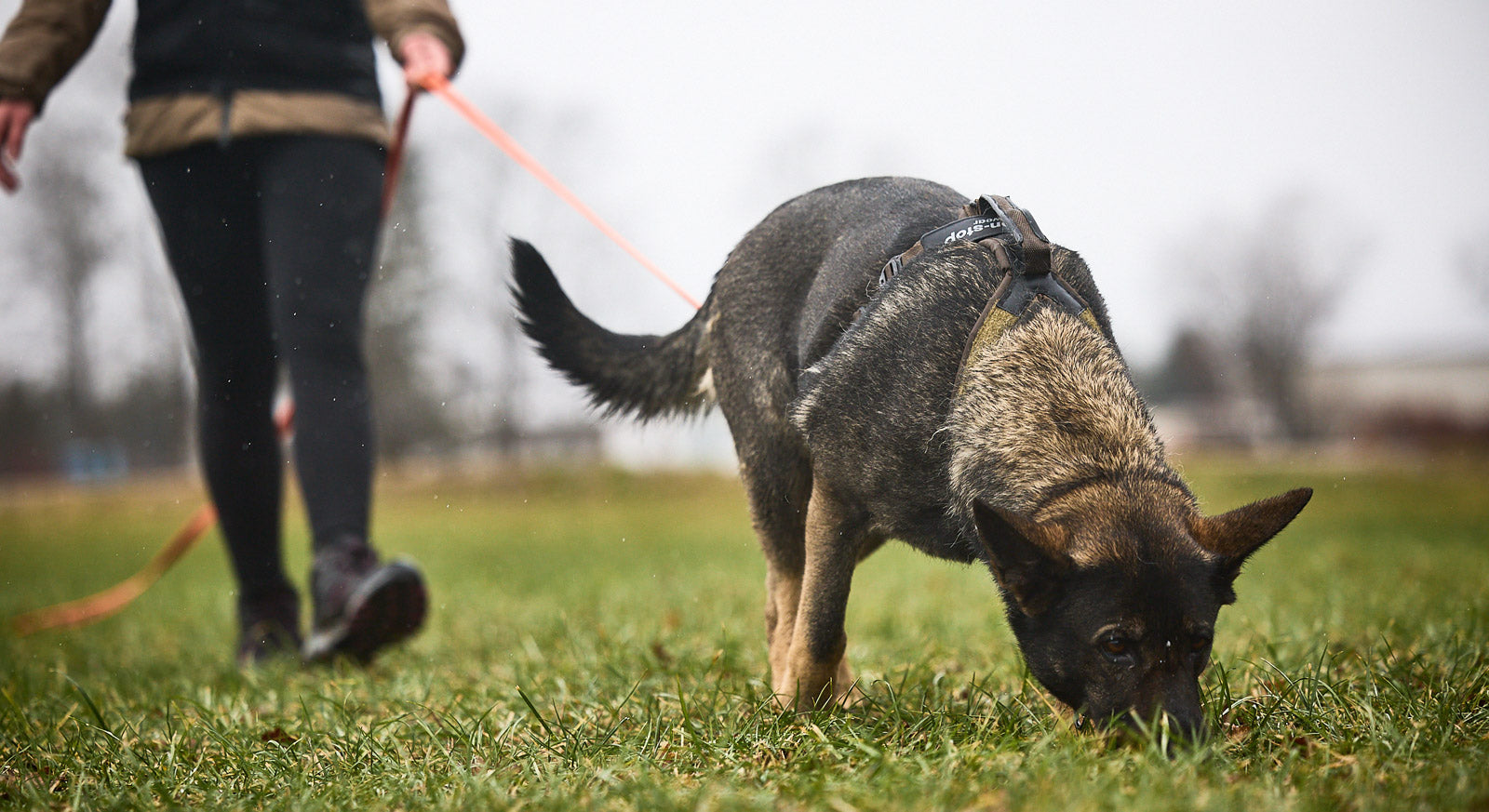 Working dog harness | Line harness grip WD – Non-stop dogwear