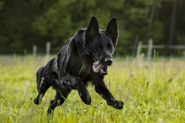 Heavy Duty Dog Harness For Long Walks photo