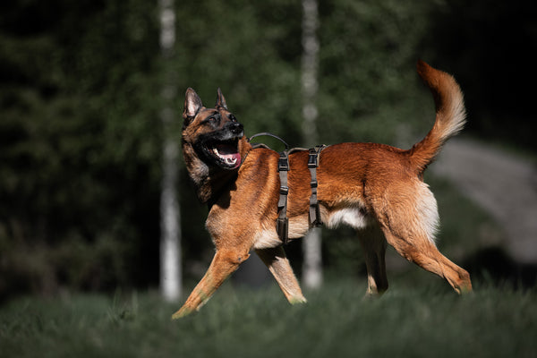 Picture of Long dog harness with handle | Line harness long WD – Non-stop dogwear