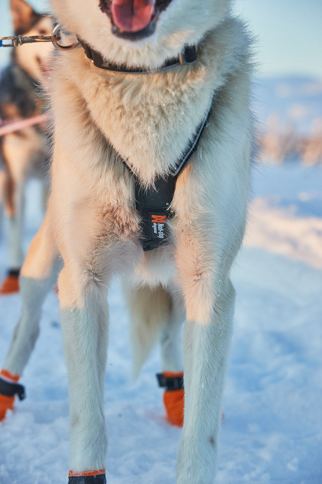 Nansen nome harness 5.0