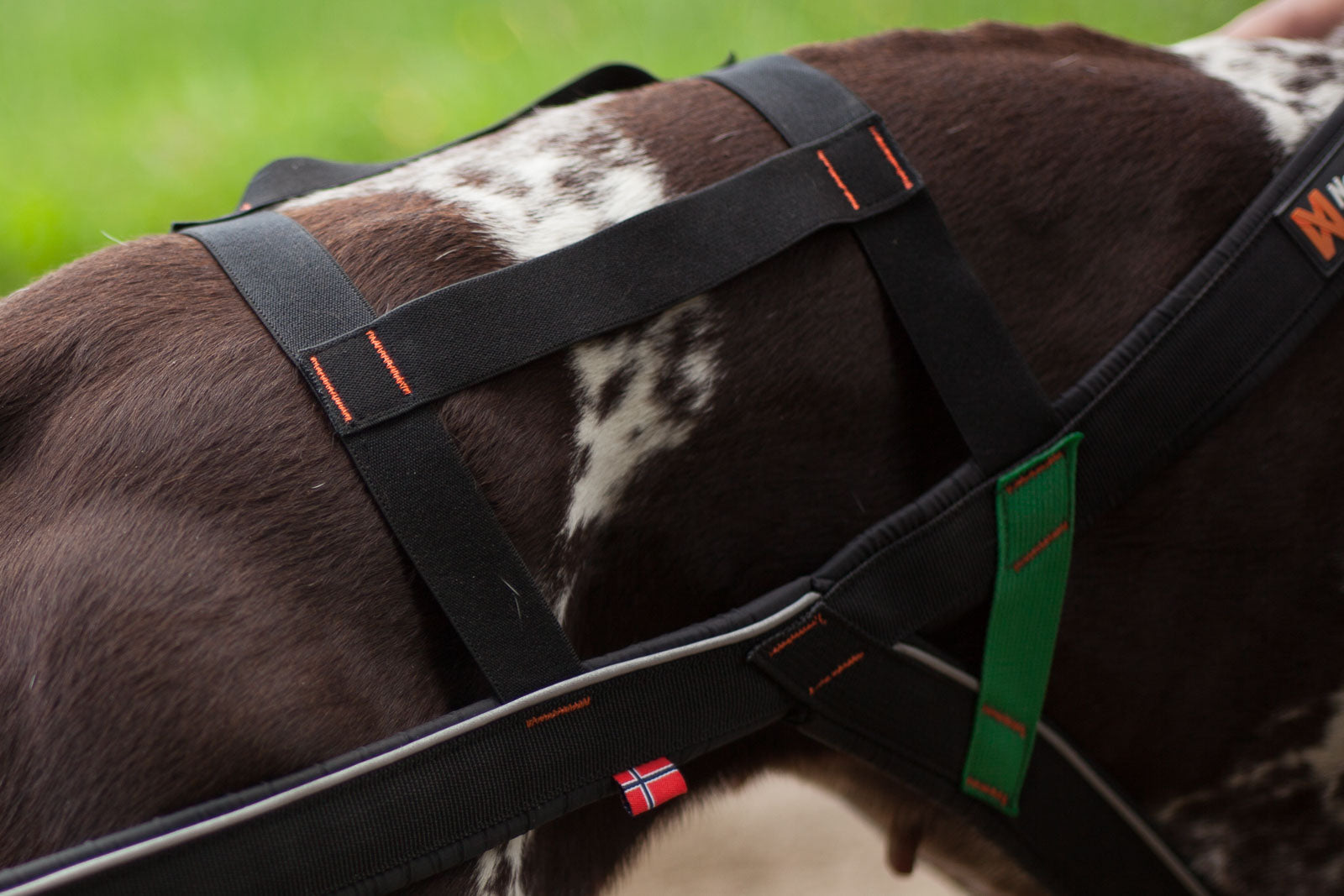 Nansen stick harness