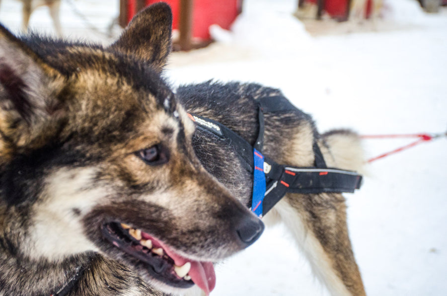 Nansen stick harness (1)