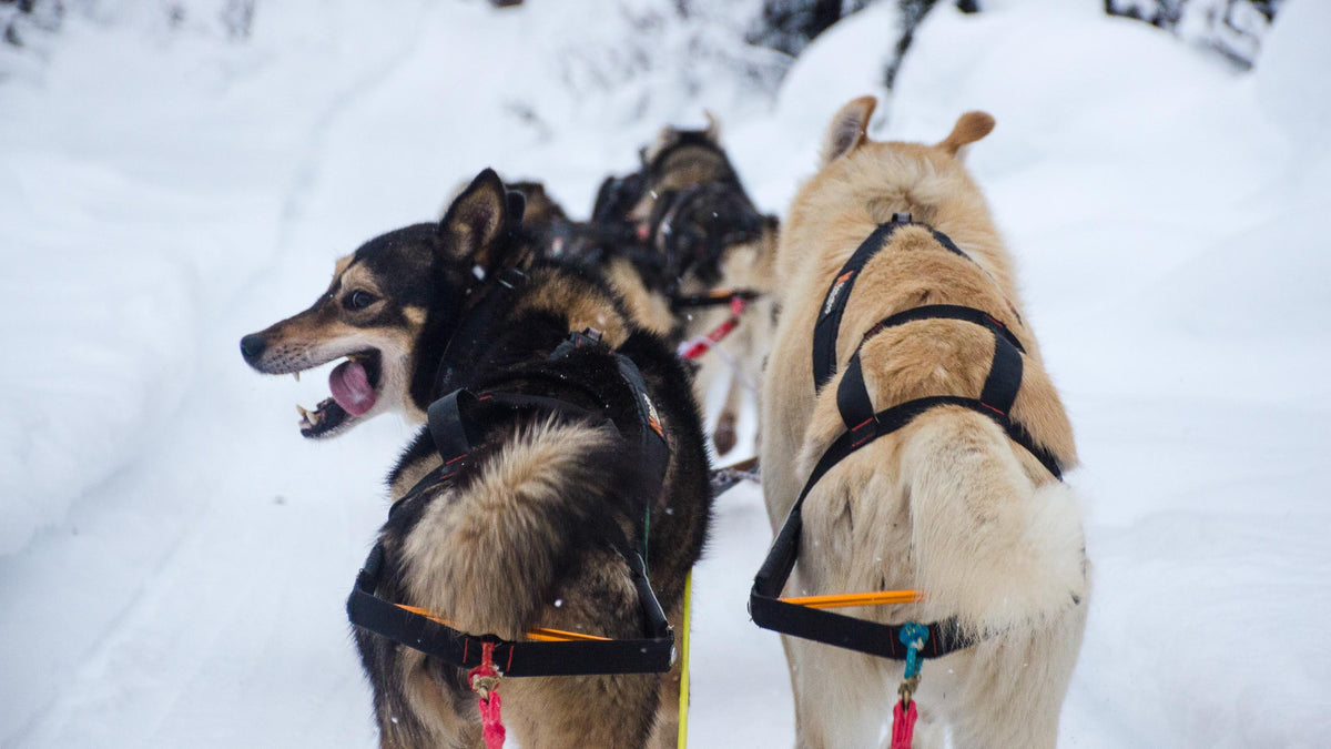 Nansen stick harness (10)