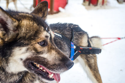 Nansen stick harness (7)