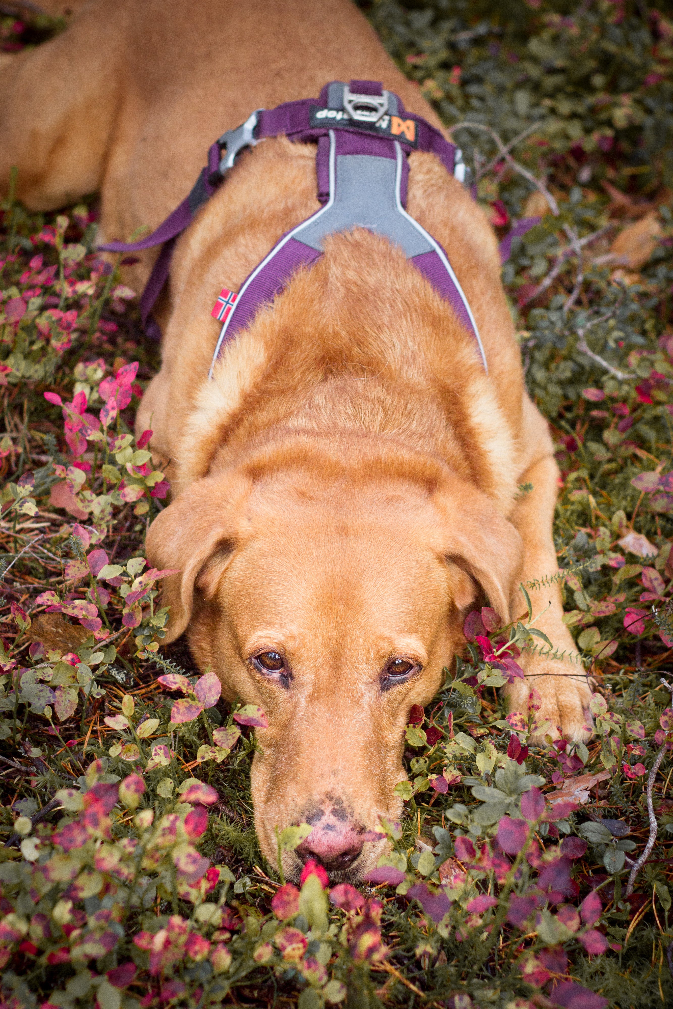 Line harness – Non-stop dogwear