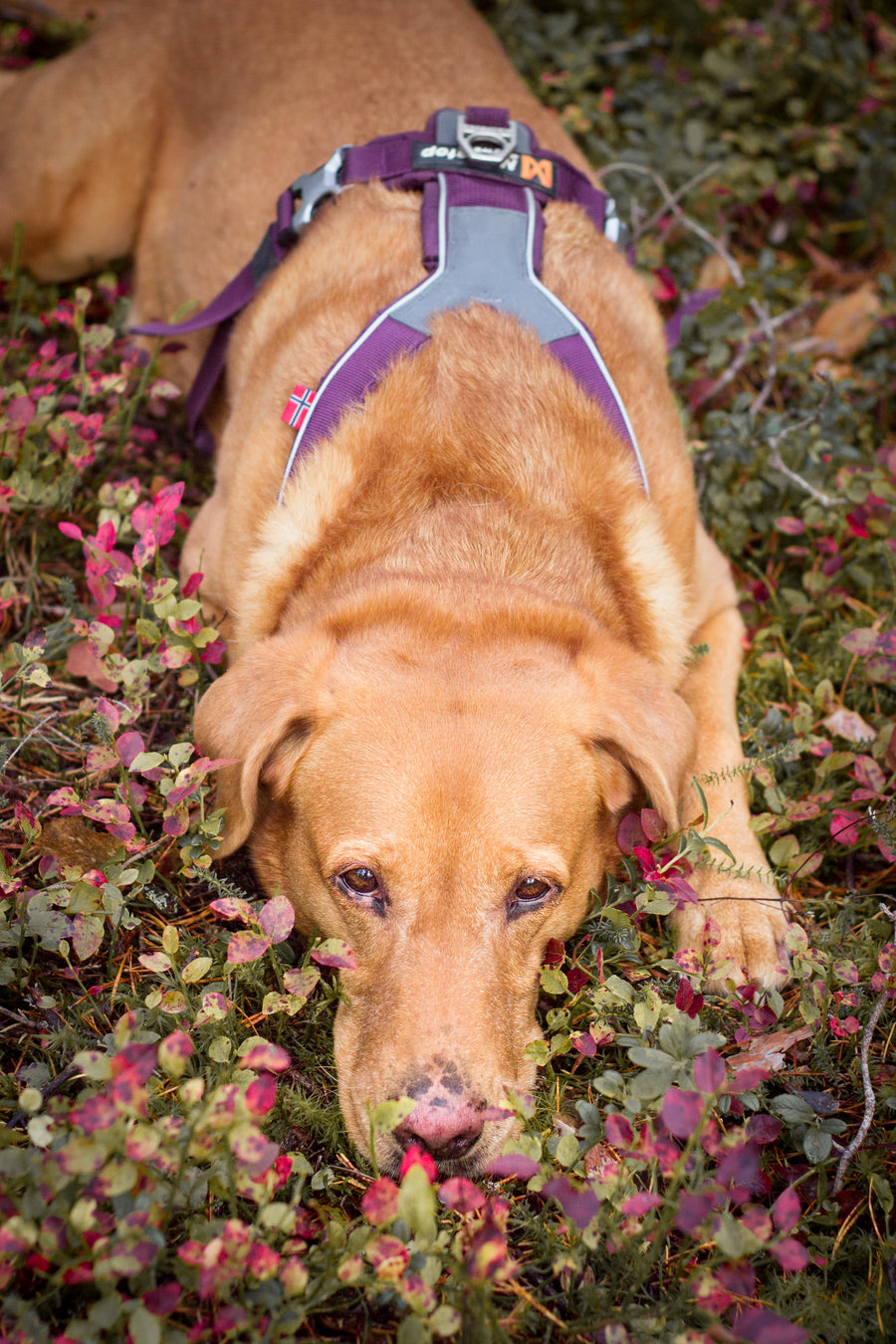 Line harness (12)