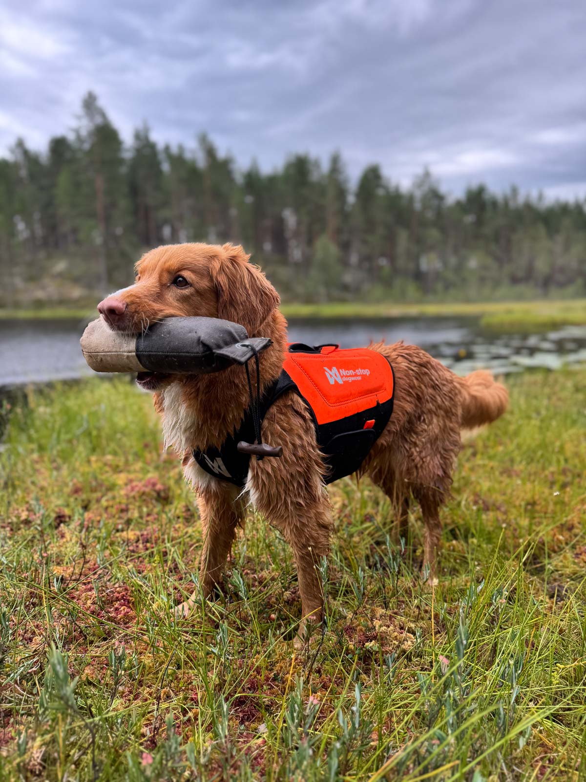 Protector neoprene vest (3)